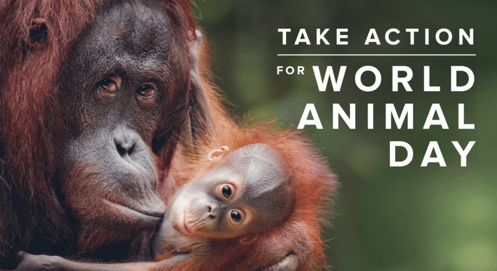 World Animal Day by Aspiration Team: is it worth buying?